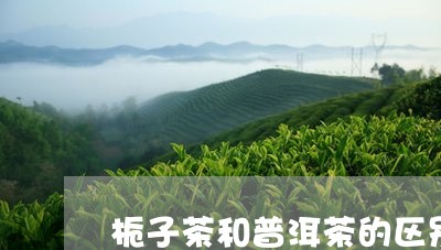 栀子茶和普洱茶的区别/2023080355016