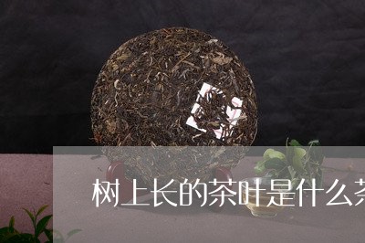 树上长的茶叶是什么茶/2023061009486