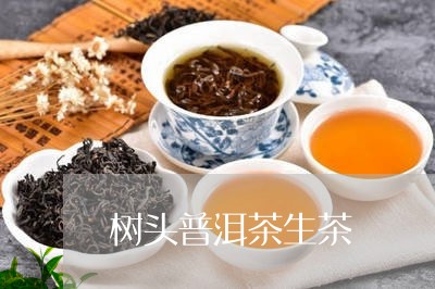 树头普洱茶生茶/2023102664039