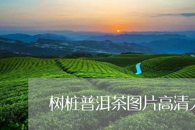 树桩普洱茶图片高清大图/2023102415058