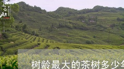 树龄最大的茶树多少年/2023092135048