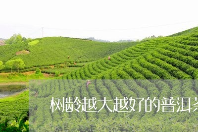 树龄越大越好的普洱茶/2023100635058