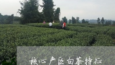 核心产区白茶特征/2023062268592