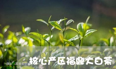 核心产区福鼎大白茶/2023092001918