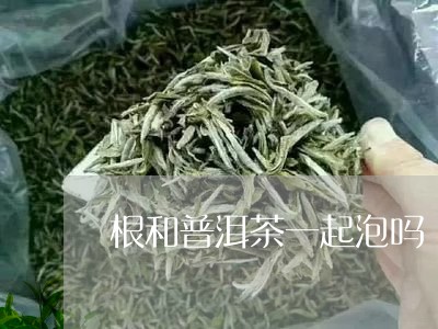 根和普洱茶一起泡吗/2023092544948