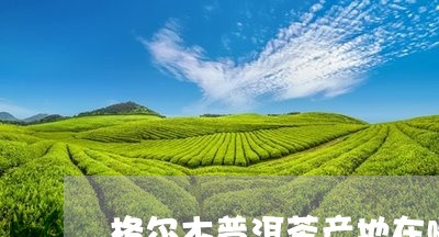 格尔木普洱茶产地在哪里/2023112841936