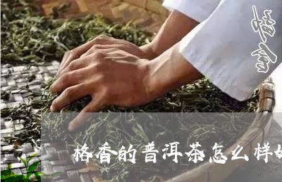 格香的普洱茶怎么样好喝吗/2023083110594