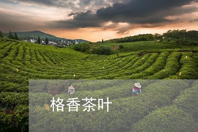 格香茶叶/2023090166058