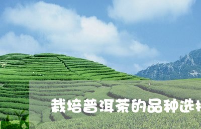 栽培普洱茶的品种选择/2023062732635