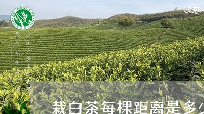 栽白茶每棵距离是多少/2023100234248