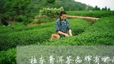 桂东普洱茶品牌有哪些好/2023081650573