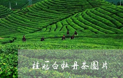 桂冠白牡丹茶图片/2023062218350