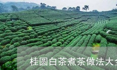 桂圆白茶煮茶做法大全/2023100260473