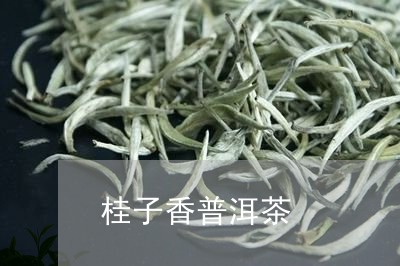 桂子香普洱茶/2023101663825