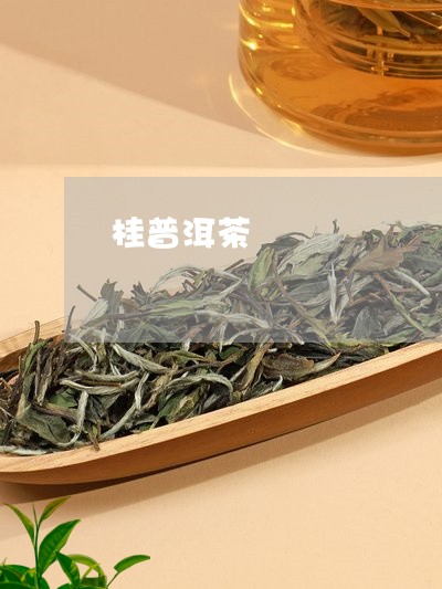 桂普洱茶/2023121882726