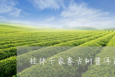 桂林千家寨古树普洱茶/2023061470506