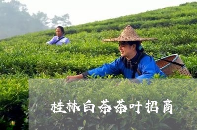 桂林白茶茶叶招商/2023062105381