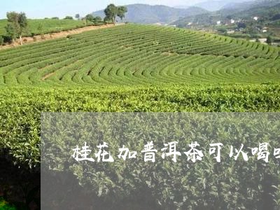 桂花加普洱茶可以喝吗/2023062479705