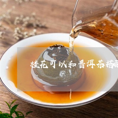 桂花可以和普洱茶搭配/2023100642694