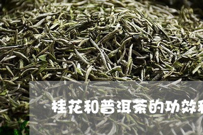 桂花和普洱茶的功效和作用一样吗/2023082607370