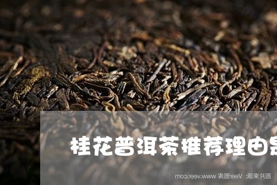 桂花普洱茶推荐理由是什么/2023112419471