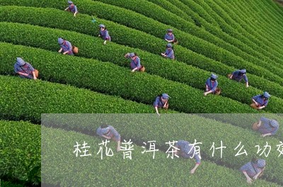 桂花普洱茶有什么功效/2023080339473