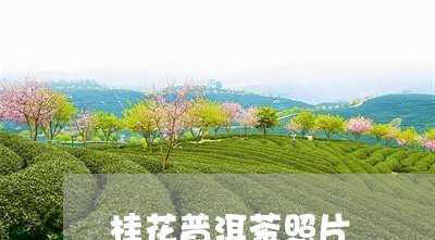 桂花普洱茶照片/2023102680686