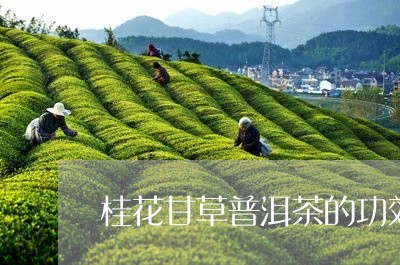 桂花甘草普洱茶的功效/2023100677151