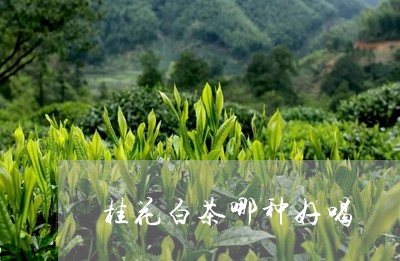 桂花白茶哪种好喝/2023062253029