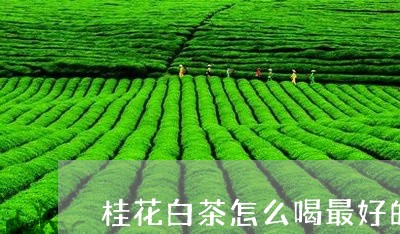 桂花白茶怎么喝最好的/2023100203948