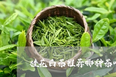 桂花白茶推荐哪种茶叶好/2023111713814