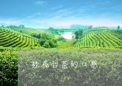 桂花白茶的口感/2023060139362