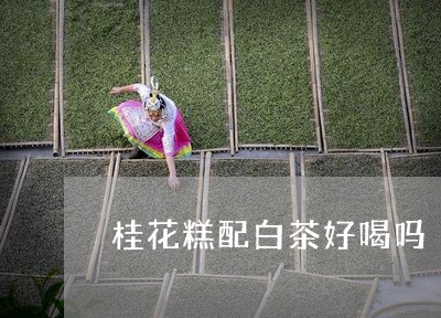 桂花糕配白茶好喝吗/2023102620515