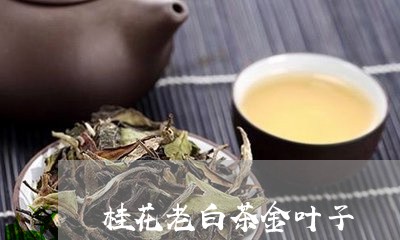 桂花老白茶金叶子/2023073120473