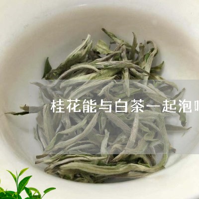 桂花能与白茶一起泡吗/2023100296060