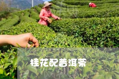 桂花配普洱茶/2023042739122