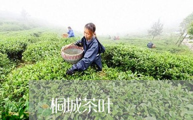 桐城茶叶/2023110846247