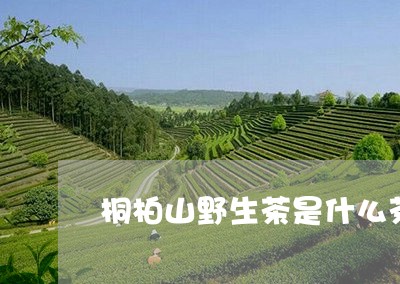 桐柏山野生茶是什么茶/2023061056140