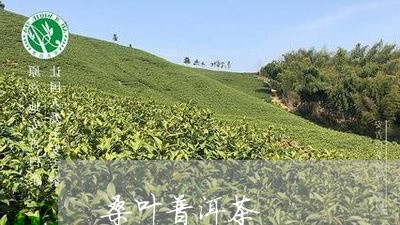 桑叶普洱茶/2023090632583