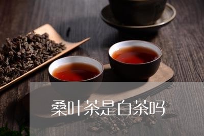 桑叶茶是白茶吗/2023060230461