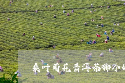 桑叶菊花普洱茶哪个好/2023062966159