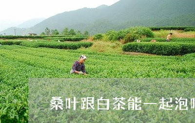 桑叶跟白茶能一起泡吗/2023100218815