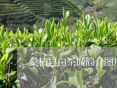 桑植县白茶城简介图片/2023100291695