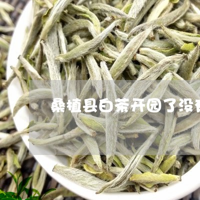 桑植县白茶开园了没有/2023100206956