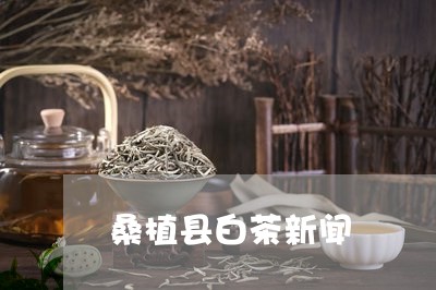 桑植县白茶新闻/2023060211403