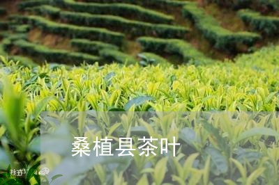 桑植县茶叶/2023041769251