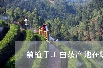 桑植手工白茶产地在哪里/2023102675947