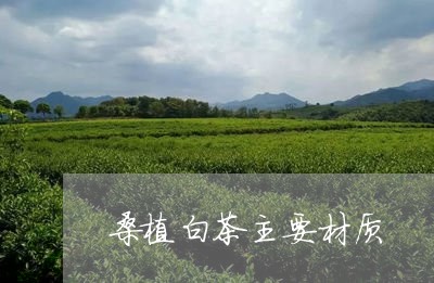 桑植白茶主要材质/2023062217373