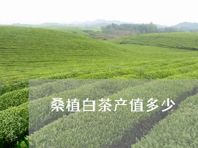 桑植白茶产值多少/2023062294268