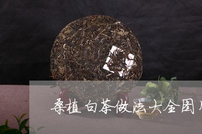 桑植白茶做法大全图片/2023100294947